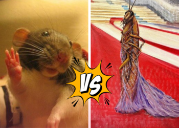 ماذا تختار من بين خيارين سيئين؟