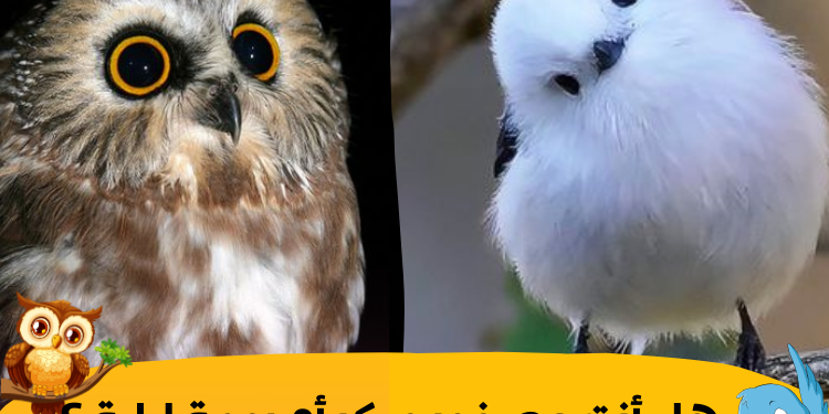 صمم غرفة نوم أحلامك وسنخمن ما إذا كنت شخصا صباحيا 🌞 أو مسائيا 🌑 ؟