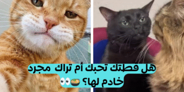 اختبار هل تحبك قطتك؟