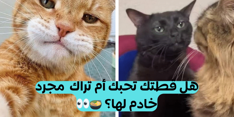 اختبار هل تحبك قطتك؟