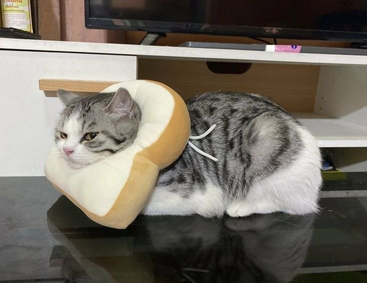 اختبار هل تحبك قطتك؟