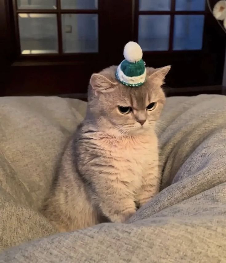 اختبار هل تحبك قطتك؟