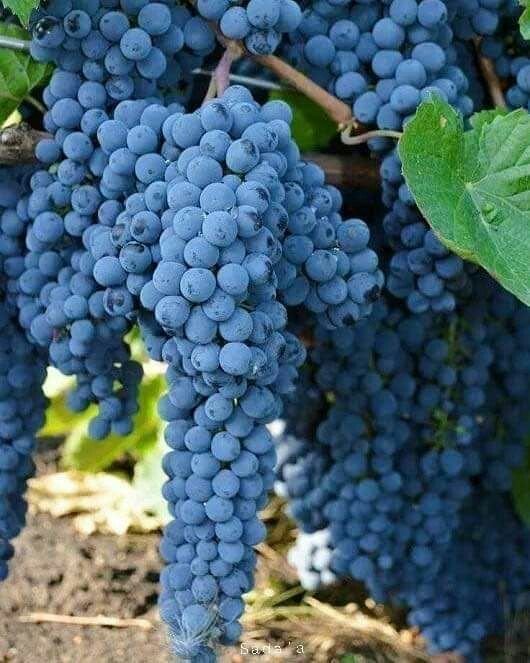 عنب